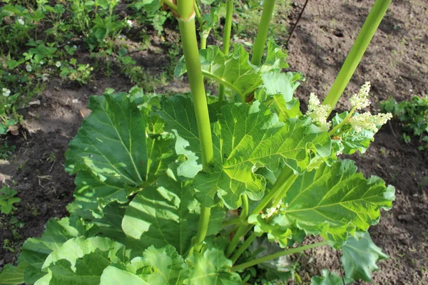 Big leaves of rhubarb — Stock Photo, Image