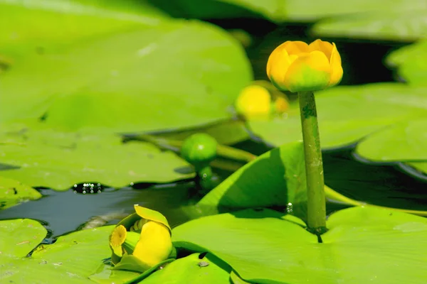 Gelbe Blüten von nuphar lutea — Stockfoto