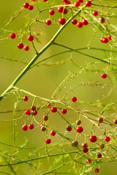 Frukterna av asparagus officinalis — Stockfoto