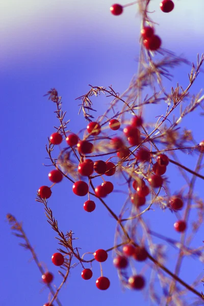 Fruits of asparagus officinalis — Stock Photo, Image