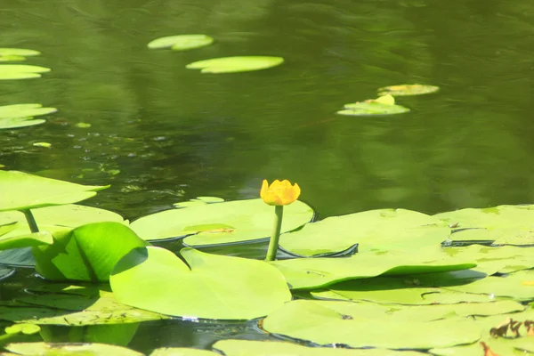 Gelbe Blume von nuphar lutea — Stockfoto