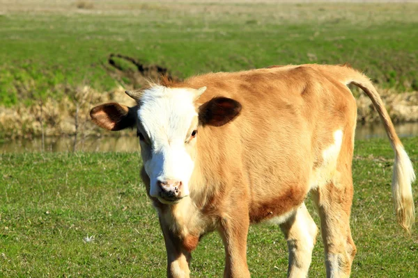 Kráva na pastvě farm — Stock fotografie