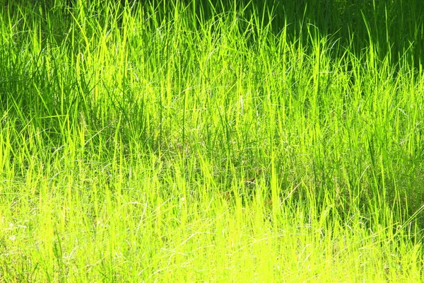 Grama verde alta no campo — Fotografia de Stock