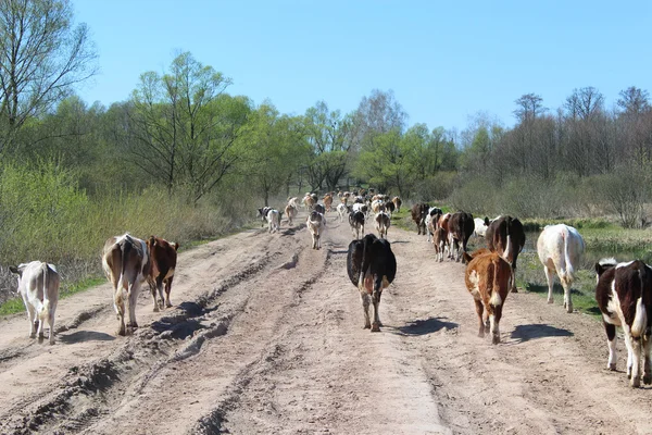 Cows coming back from pasture — Stock Photo, Image