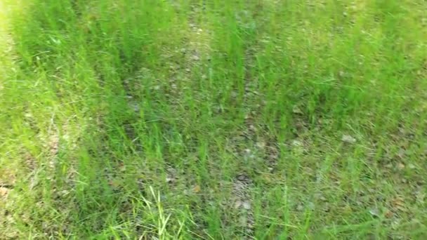 Grammomys van groen gras in de birchwood — Stockvideo