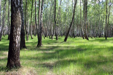 Bahar güzel birchwood