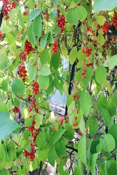 Un sacco di rami di schisandra matura rossa — Foto Stock