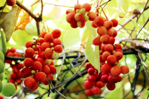 Kantoren van rode rijpe Schisandraceae — Stockfoto