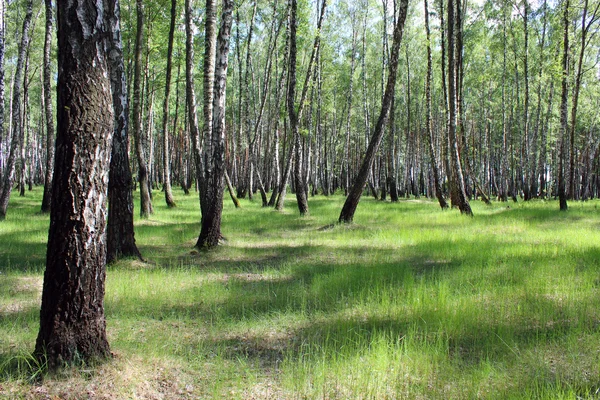 Bela bétula na primavera — Fotografia de Stock