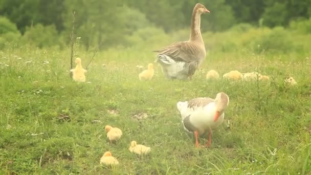 Jóvenes goslings con los padres en la hierba — Vídeo de stock