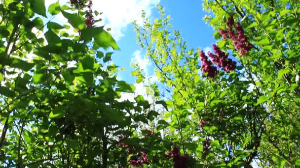 Los arbustos grandes de la primavera hermosa lila — Vídeo de stock