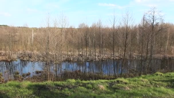 Spring landscape with many green trees — Stock Video