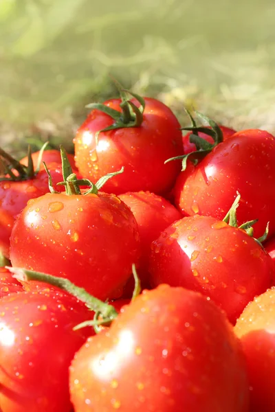 Tomates vermelhos — Fotografia de Stock