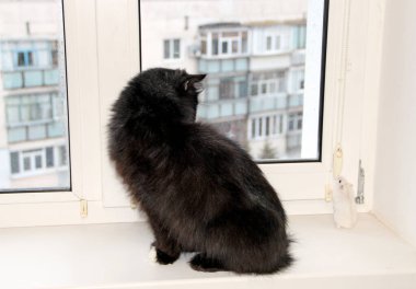 little white hamster is friend with black cat. small hamster makes friendship with cat. Love of pets. Friends hamster and cat look out window. Friendship of pets. Amusing animals