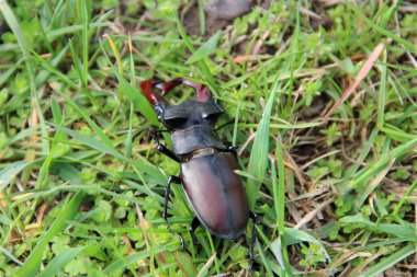 Stag beetle is climbing in green grass. European stag beetle Lucanus cervus. Big insect with great horns. Wild insect crawling on green grass
