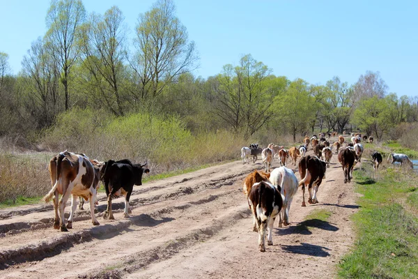 Cows coming back from pasture — Stock Photo, Image