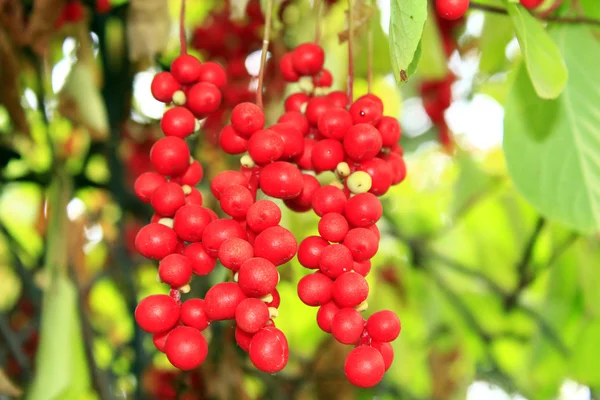 Tak van rode rijpe Schisandraceae — Stockfoto