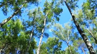 kron, ağaç ve mavi gökyüzü