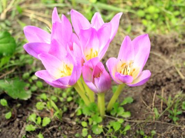 Colchicum autumnale pembe çiçekler
