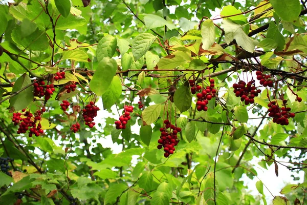 Branches of red ripe schisandra — Stock Photo, Image