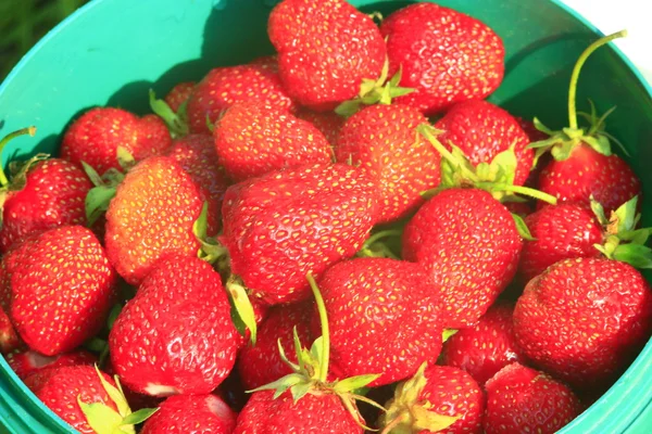 Ein Eimer mit reifen Erdbeeren — Stockfoto