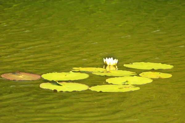 Белый цветок Nuphar lutea — стоковое фото