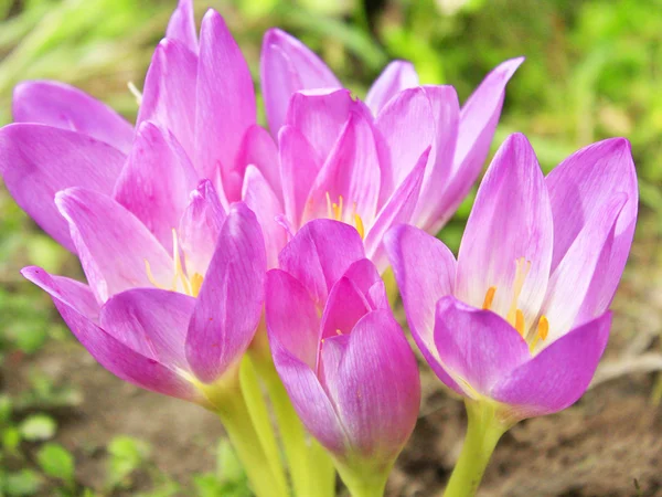 Flores rosadas de Colchicum otoñal —  Fotos de Stock