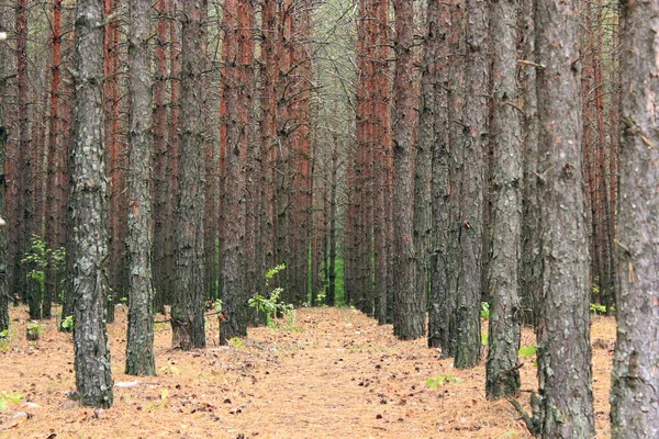 Wald mit Kiefern — Stockfoto