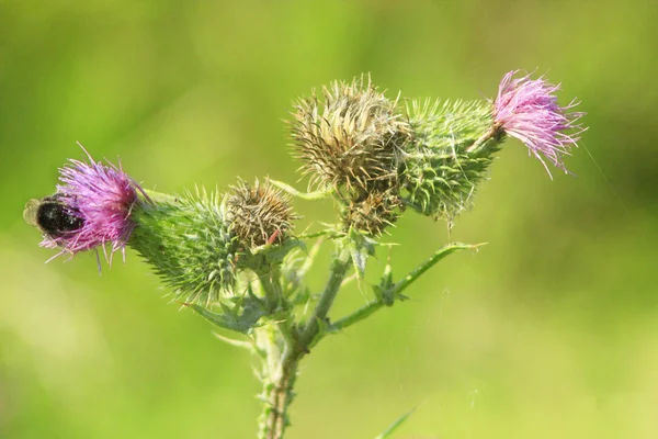 Flores de Carduus con abejorro —  Fotos de Stock