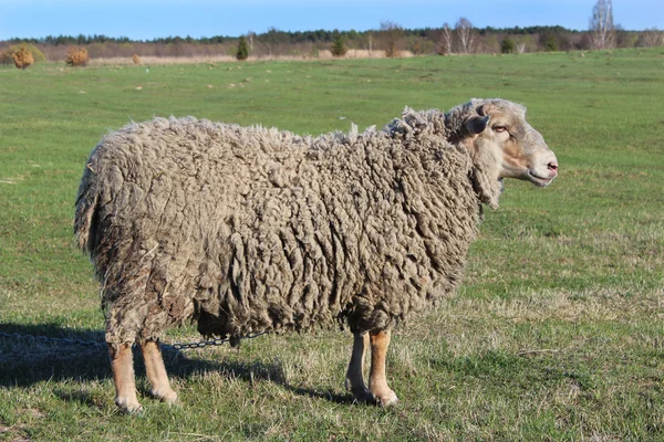 Fåren stående på gräset — Stockfoto