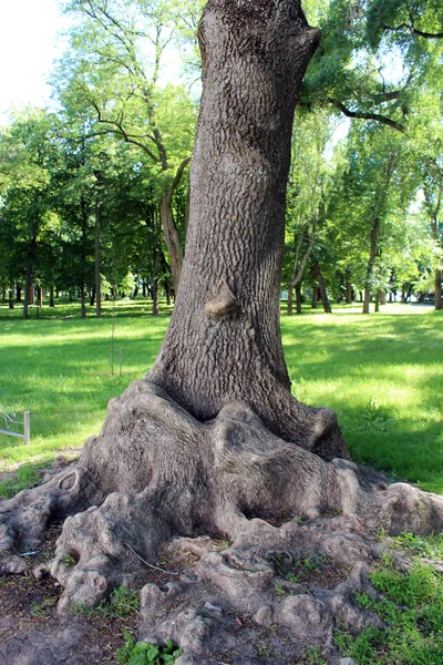 Hermoso y único árbol en el parque —  Fotos de Stock