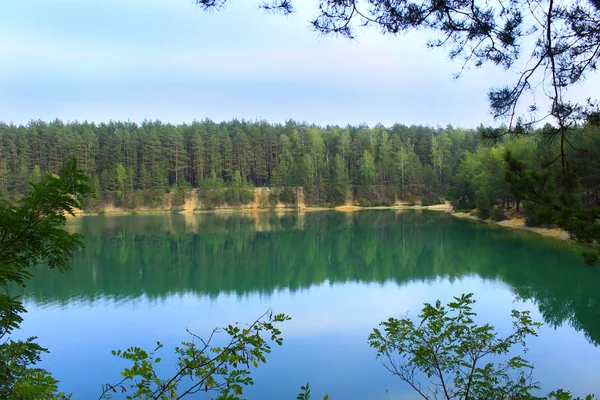 Nad jeziorem, w lesie sosnowym — Zdjęcie stockowe