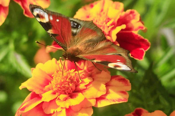 Peacock eye on the marigolds — Stock Photo, Image