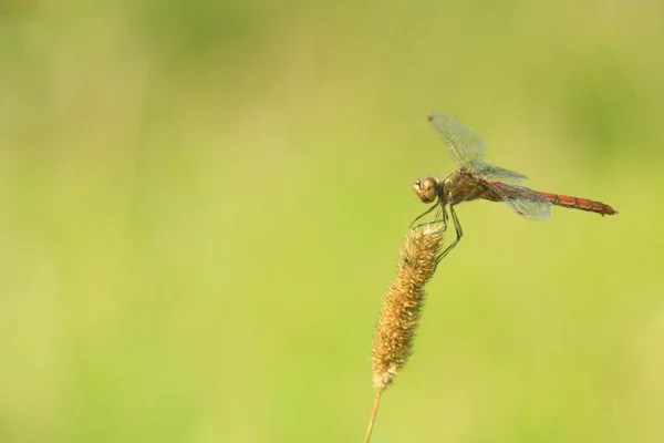 Makro der Libelle — Stockfoto