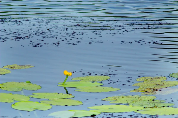 Hvide blomster i Nuphar lutea - Stock-foto