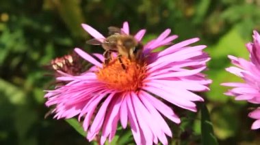 Arı aster ve nektarı toplamak