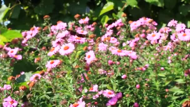 빨간색과 꽃에 나비 — 비디오
