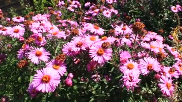 Φωτεινό κόκκινο asters και οι μέλισσες τους — Αρχείο Βίντεο