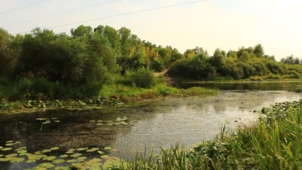 Landschaft mit malerischem Teich mit Seerosen — Stockvideo