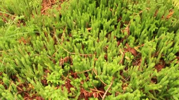 Green forest with trees and fern — Stock Video