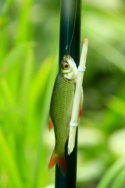 Caught rudd hanging besides the fishing-rod — Stock Photo, Image