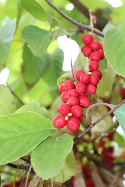 Ramo de vermelho maduro schizandra — Fotografia de Stock