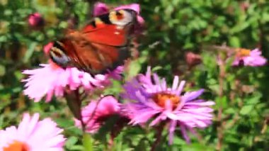 aster tavus kuşu göz kelebek