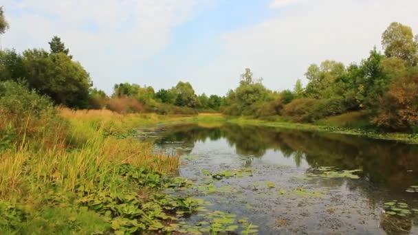Пейзаж с живописным прудом с водяными лилиями — стоковое видео