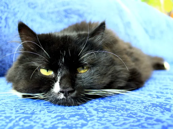 Морда черной кошки спит на синем диване — стоковое фото