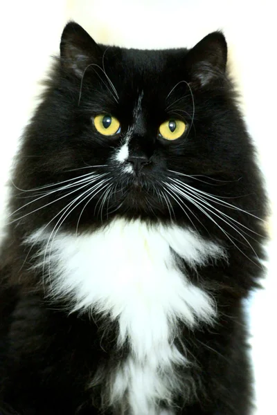 Gato preto isolado no fundo branco — Fotografia de Stock