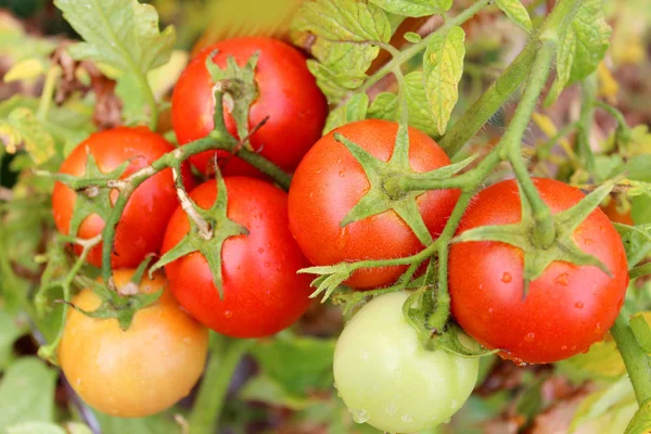 Röda tomater i bushen — Stockfoto
