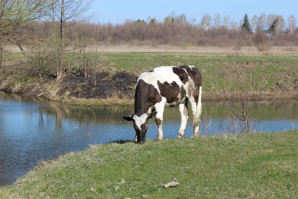 Cow stående vid floden — Stockfoto