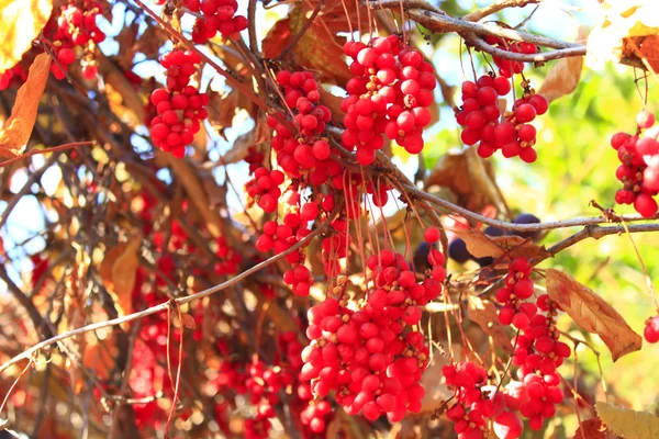 Branch of red ripe schisandra — Stock Photo, Image