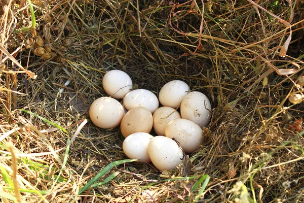 Nido de gallina con diez huevos — Foto de Stock